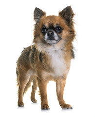 Obraz premium young chihuahua in studio