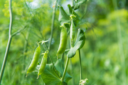 pods green peas growing