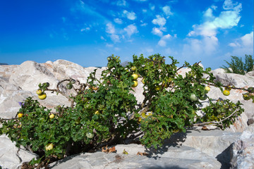 Ein Busch des Sodomsapfel wächst auf Steinen von Wellenbrecher an der Küste von Mallorca