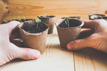 Sprouts in peat pots in the spring. Seasonal planting of vegetables.
