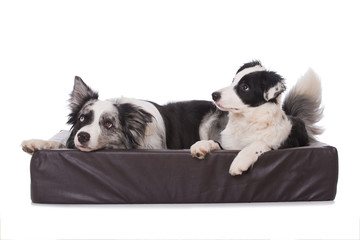 Zwei Hunde im Körbchen blicken nach oben - isoliert auf weißem Grund