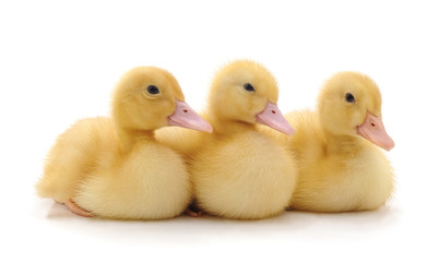 Three yellow ducklings.