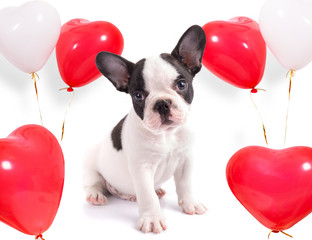 Cute puppy with heart shape balloons for valentines © Patryk Kosmider