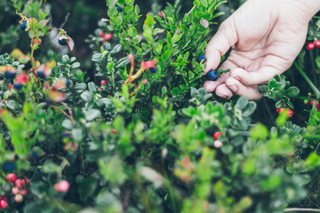 Picking lingonberry. Woman gathering wild berries.