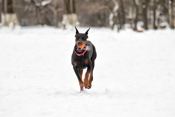 doberman dog runs through the snow in the winter