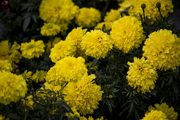 Bunch of beautiful yellow flowers blooming in sunset.