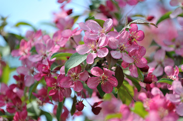 Sakura flowers against the blue sky.