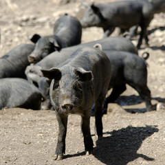 Porcs "pata negra" à Santiago, Alentejo, Portugal