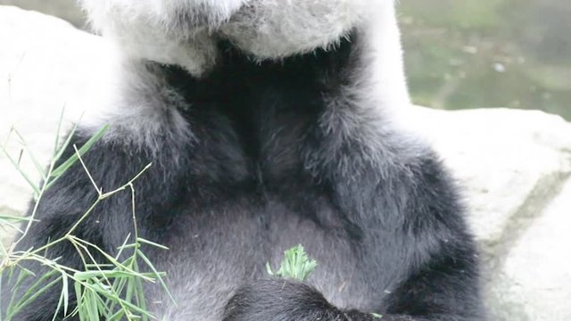 Panda enjoy eating bamboo leaves on pool side
