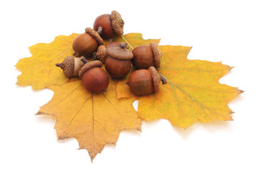 Acorns on a yellow leaf.