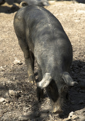 Fototapeta premium Porc 