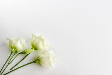 Fototapeta na wymiar Delicate tiny white flowers on white background