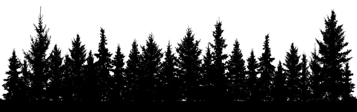 Forest of Christmas fir trees silhouette. Coniferous spruce. Park of evergreen wood. Vector on white background