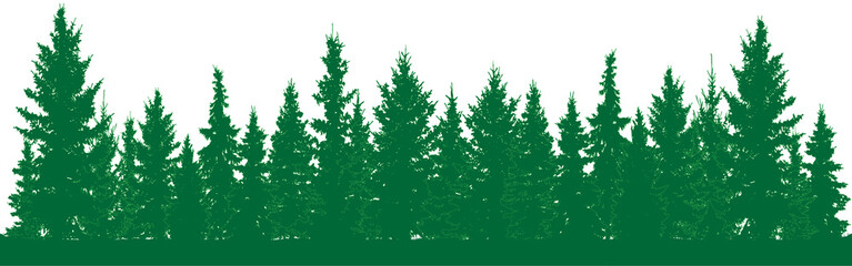 Forest of fir trees silhouette. Park alley of evergreen wood. Coniferous spruce. Vector on white background