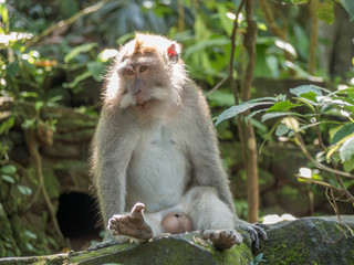 Bali Monkey 2