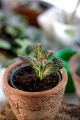 Fittonia home plant in a clay pot