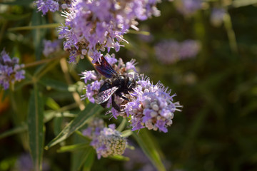 Bunch of lavender flowers. Lavender blossoms with a bee