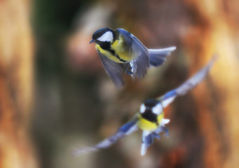close  up on flying birds paridae
