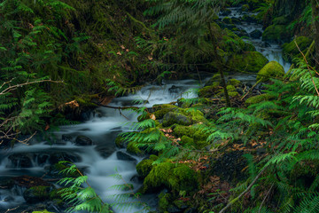 Olympic National Park Rain Forest 1833