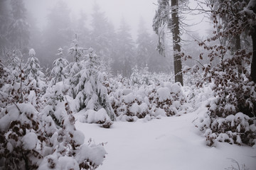 winter background, forest in snow and ice