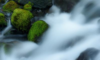 Olympic National Park Rain Forest 1844