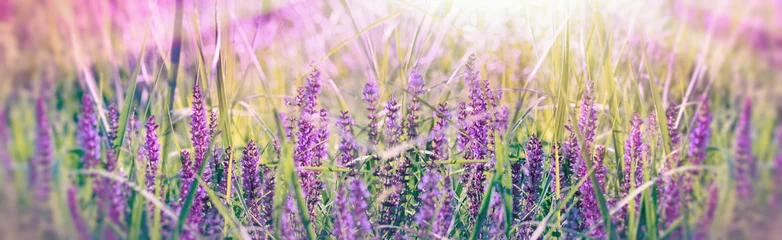 Fototapeten Purple flower in spring meadow - soft and selective focus on purple flowers © PhotoIris2021