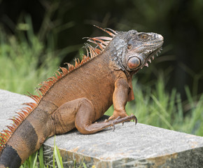 Male orange and black iguana with large dorsal crest and round scale on his jowls sitting on...