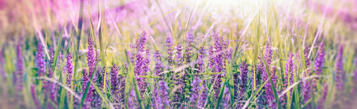 Fototapeta Purple flower in spring meadow - soft and selective focus on purple flowers