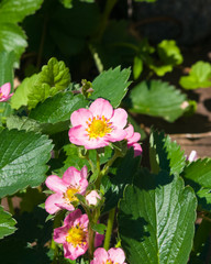 Pink flowers on garden strawberry close-up, selective focus, shallow DOF