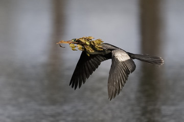 Male Anhinga carrying nesting material in its beak - Florida