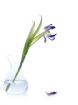 Withered Flower In A Glass Vase In Front Of White Background