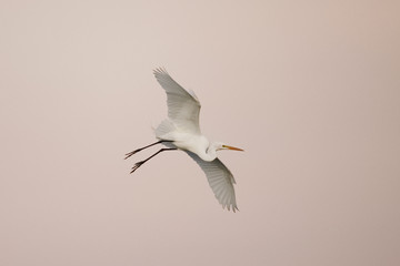 Great Egret in flight against a pink evening sky - Venice, Florida