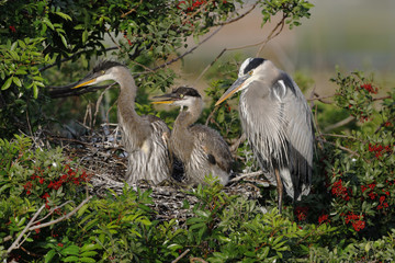 Great Blue Heron mother with two offspring in her nest - Florida