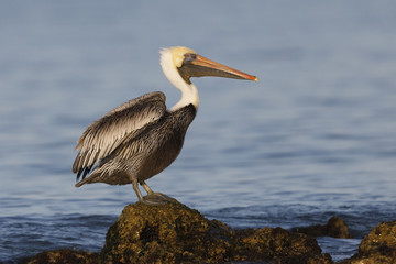 Brown Pelican (Pelecanus occidentalis) perched on a rock in the Guf of Mexico - Venice, Florida
