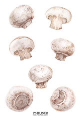 Botanical watercolor champignons