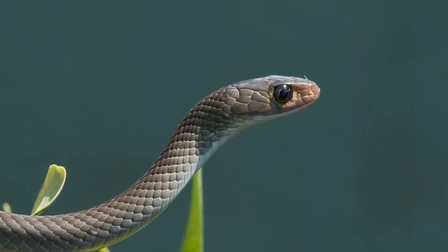 Close up video of an oriental rat snake lying on a tree branch.