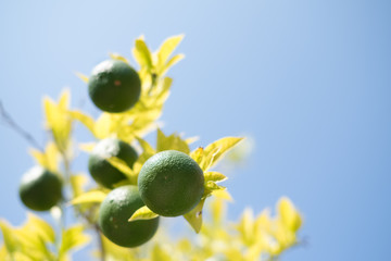 Close Up a branch of lime fruits hanging on the lime tree with blue sunny sky background, summer photography. Organic green lime growing, fresh and healthy fruit.