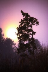 Fototapeta na wymiar the sun in the fog