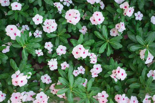Fototapeta Above fresh pink flowers in the summer field, beautiful natural floral background. Green lush grass meadow with soft blooming flowers in outdoor rural landscape. Nature and ecology concept
