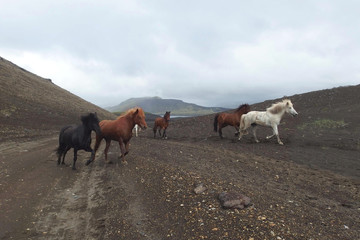 Islandia - kuce islandzkie na górskiej drodze w interiorze