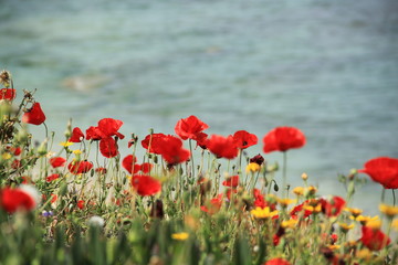 Red wild anemones on the seashore in spring. With a copyspace