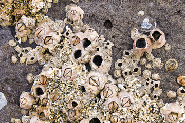 Barnacles and shells encrusted on the rocks by the sea