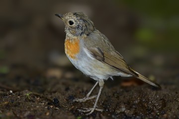 Young robin (Erithacus rubecula) sits on the bird watering place in the woods