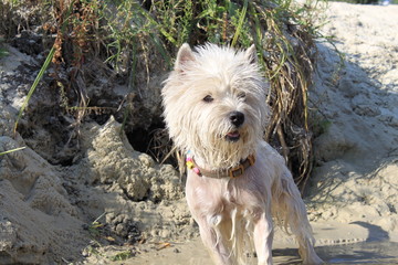 West highland white terrier dog