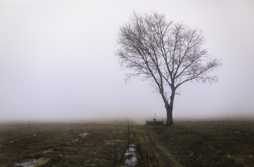 Obraz na płótnie Canvas Albero solitario e bruma nel campo con nebbia