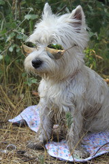 West highland white terrier dog