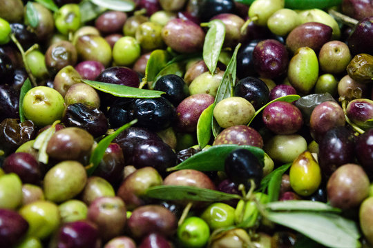 Koroneiki olives, washing and cleaning process, extra virgin olive oil extraction process in olive oil mill in Kalamata, Greece.