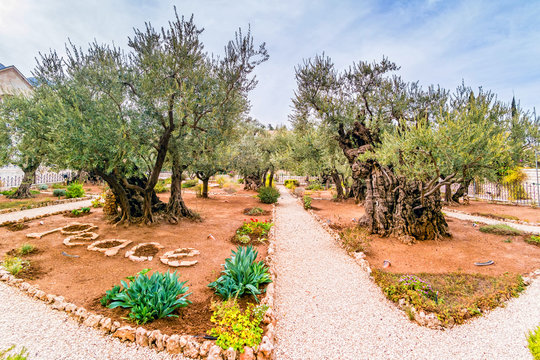 Old olive trees in the garden of Gethsemane.
