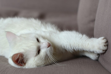 Fototapeta na wymiar white cat sleeps on sofa