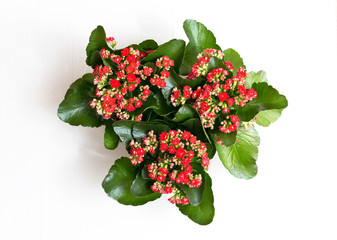 View from above. Three Kalanchoe on white wooden background.